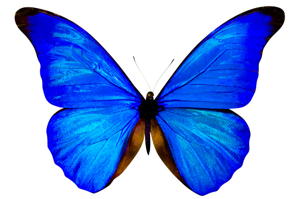 玛雅英语初级免费学习资料 ：一只蝴蝶的生命A Butterfly’s Life